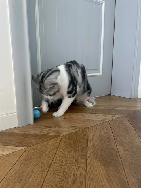 Smart Interactive Rolling Ball for Cats – Electronic Indoor Toy
